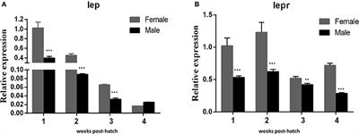 Potential Contributions of miR-200a/-200b and Their Target Gene–Leptin to the Sexual Size Dimorphism in Yellow Catfish